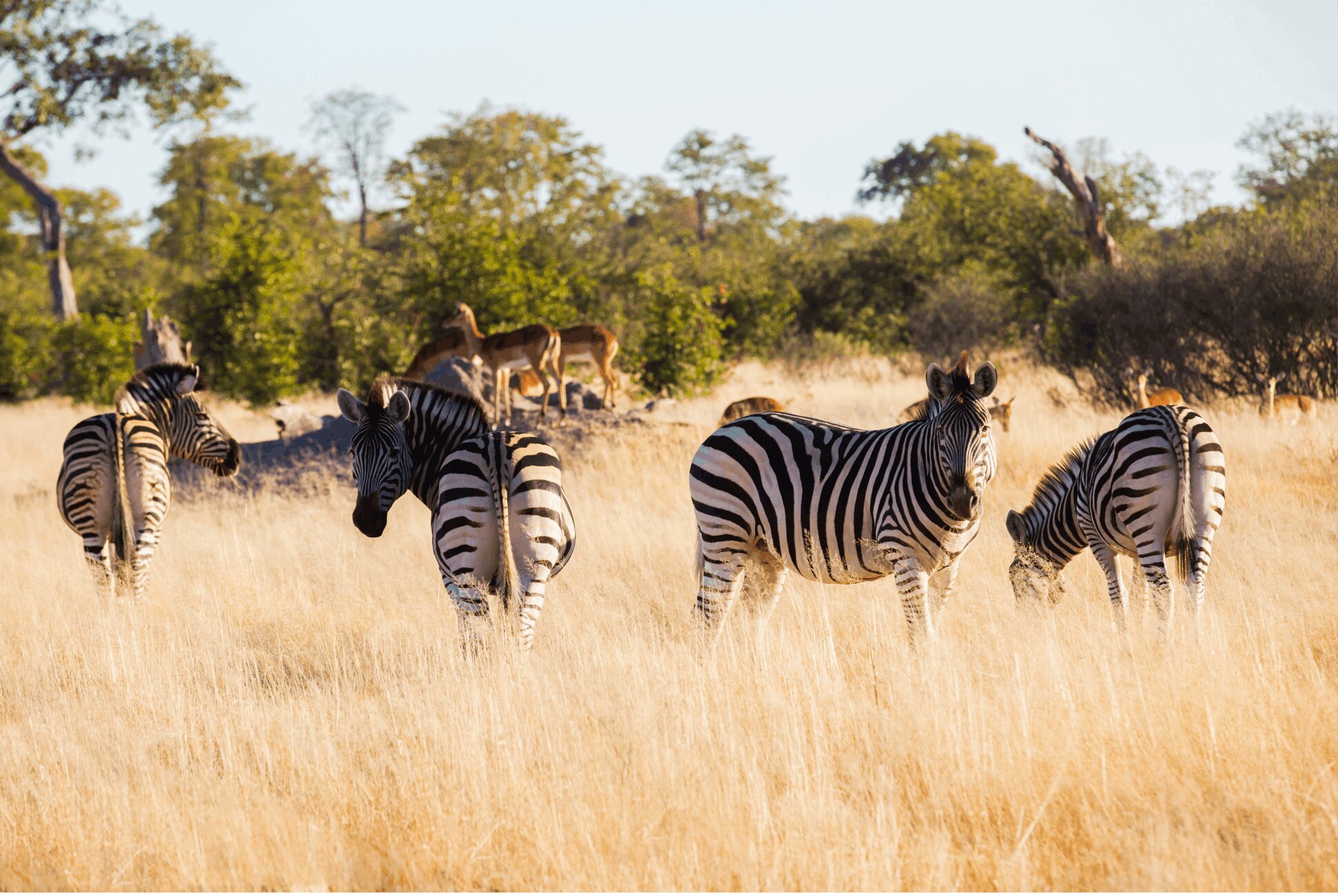 Explore Africa with Ongeri Expeditions - Every destination in our portfolio has been personally explored, reviewed, and selected by our team.6