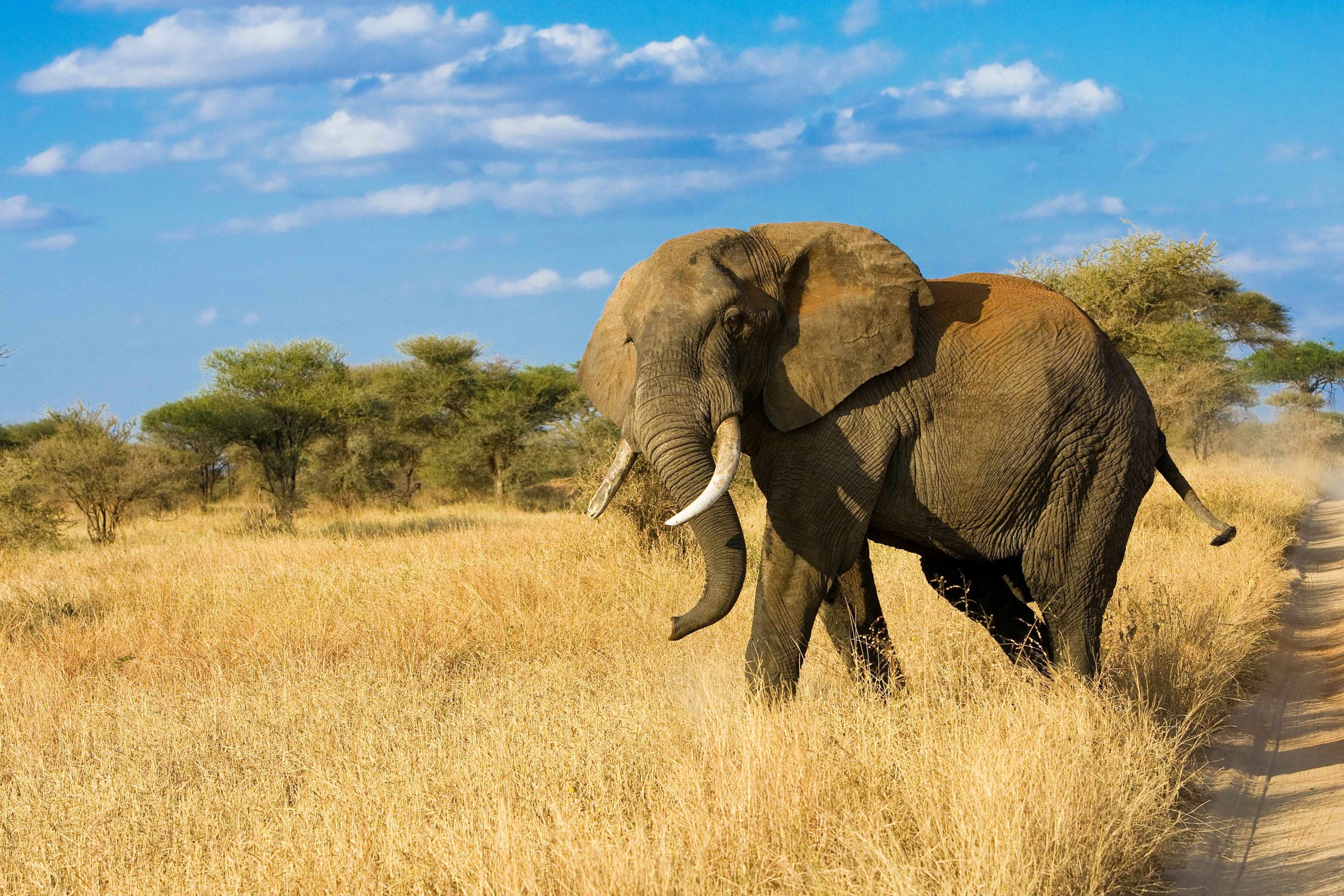 Ongeri Expeditions was not born in a boardroom. It was born on dusty roads, early mornings, long game drives, and quiet moments when Africa speaks; if you know how to listen.8