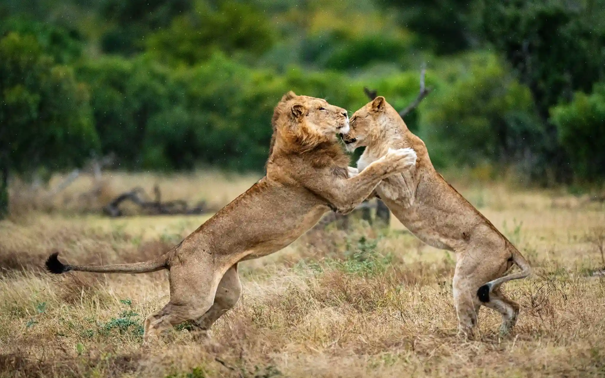 Ongeri Expeditions will support you as you explore the destinations we know and love.1