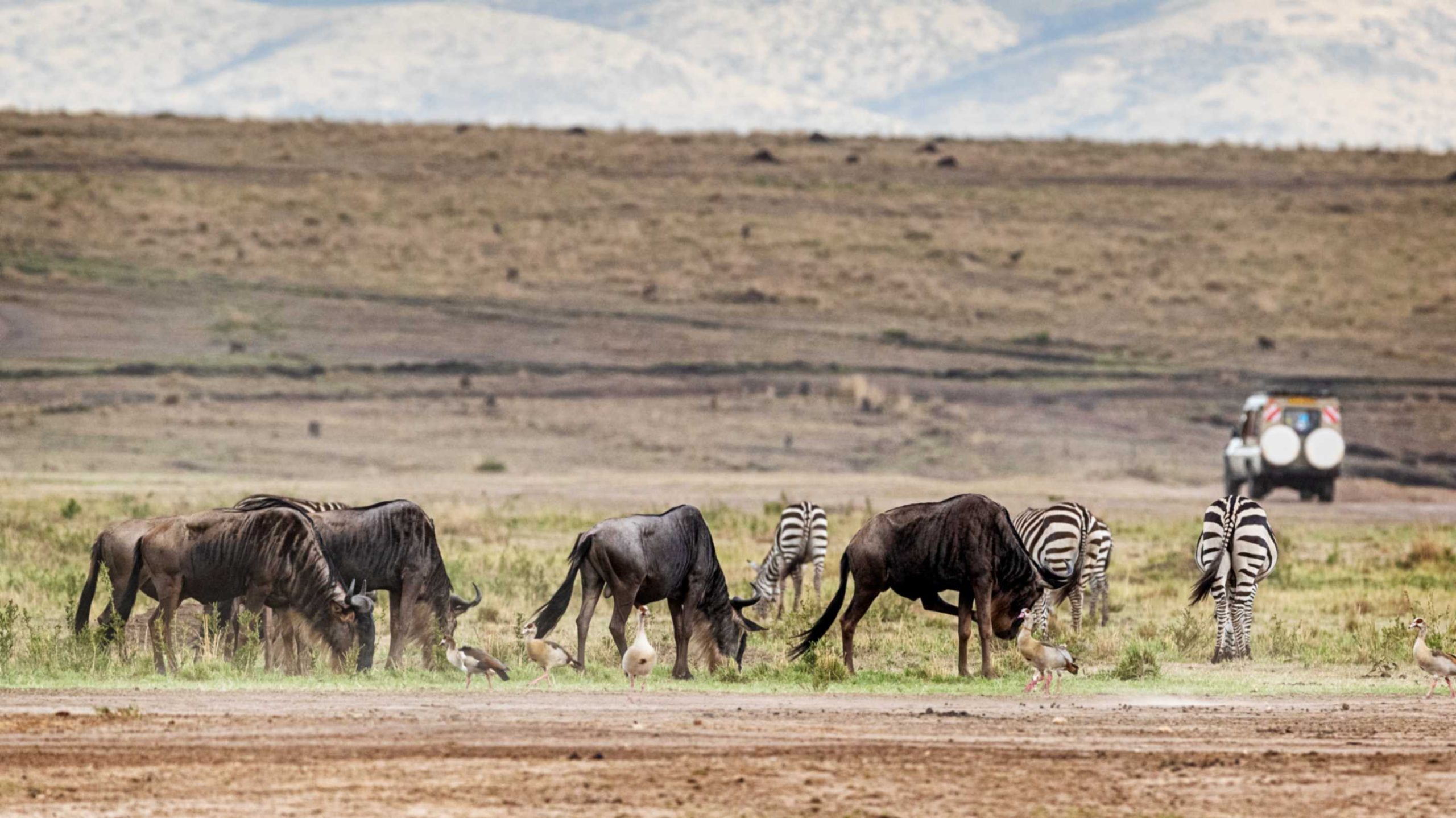 jpeg-optimizer_Trip 2 — The Mara by Road2