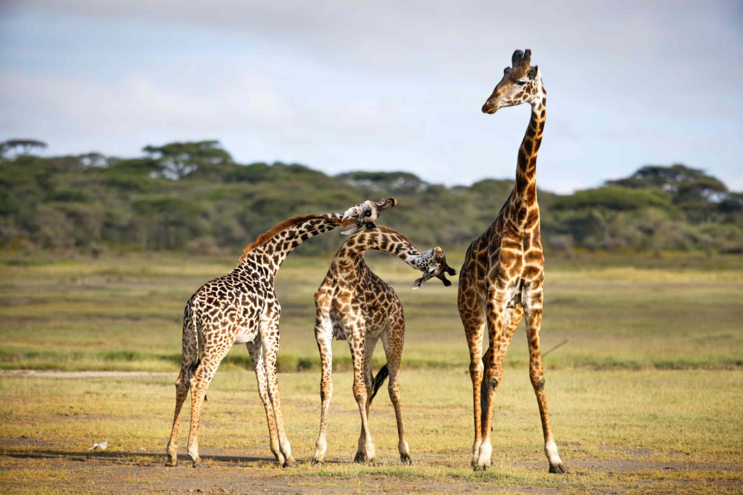 jpeg-optimizer_Trip 3 — Kenya Icons (Ol Pejeta & Mara)3