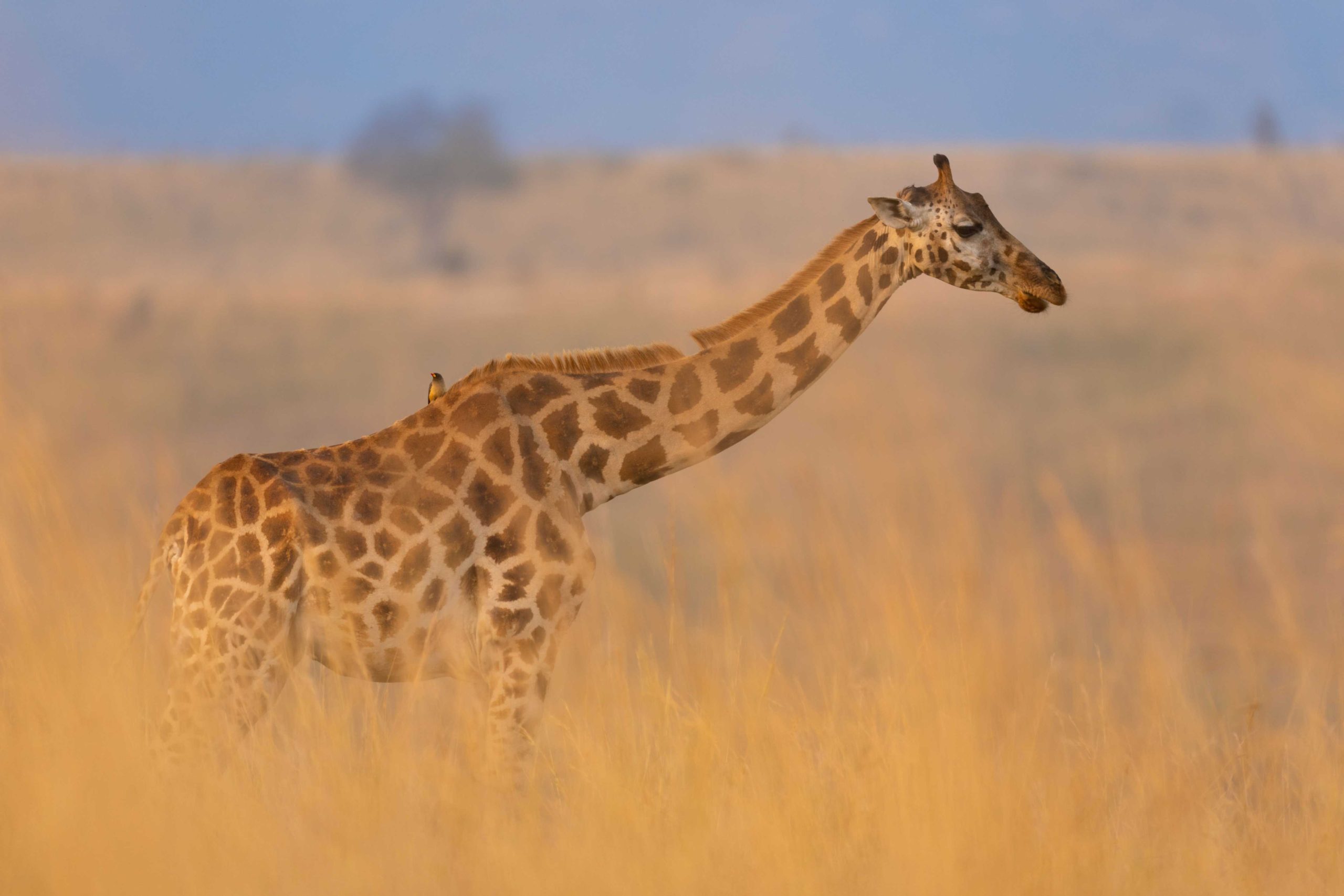 jpeg-optimizer_Trip 7 — From North to South (Samburu · Ol Pejeta · Mara)1