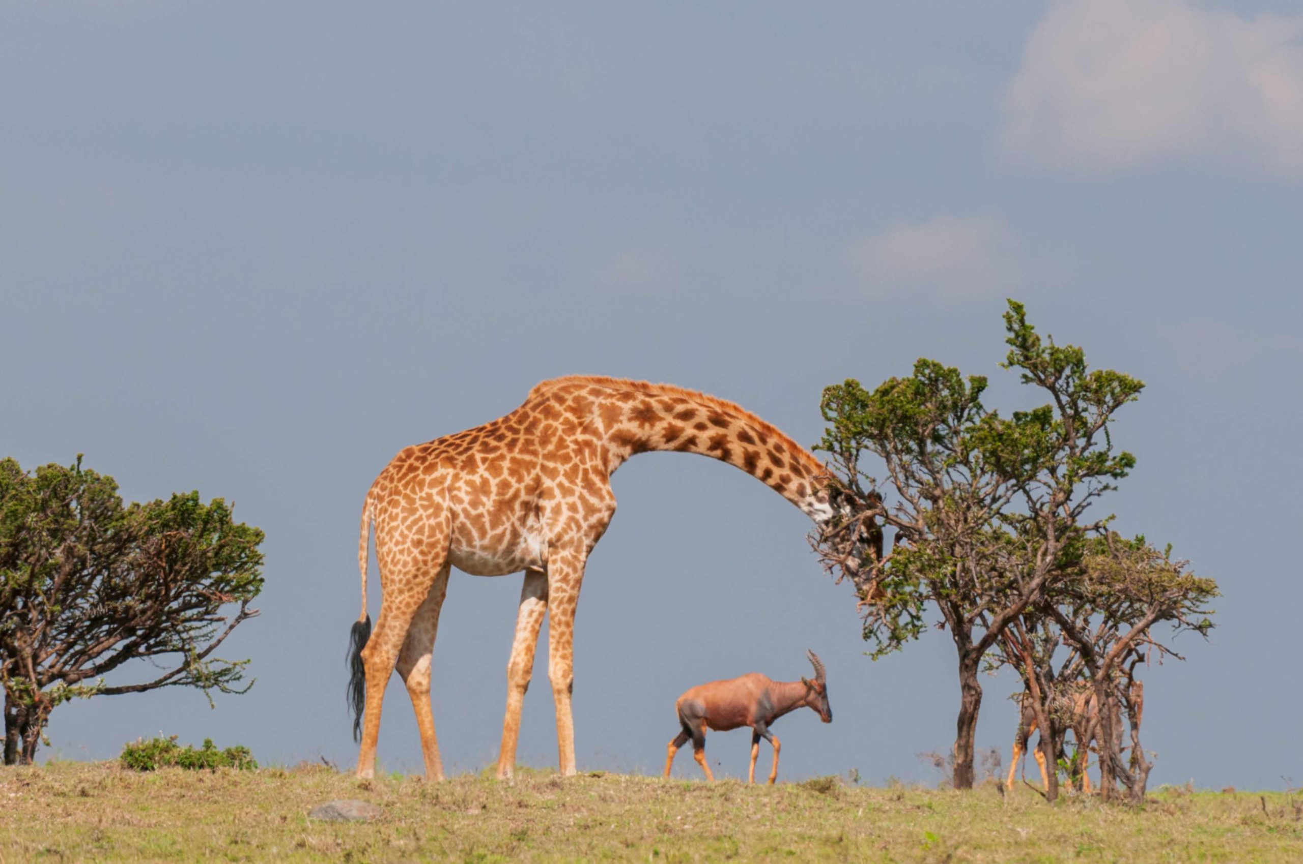 jpeg-optimizer_Trip 7 — From North to South (Samburu · Ol Pejeta · Mara)2