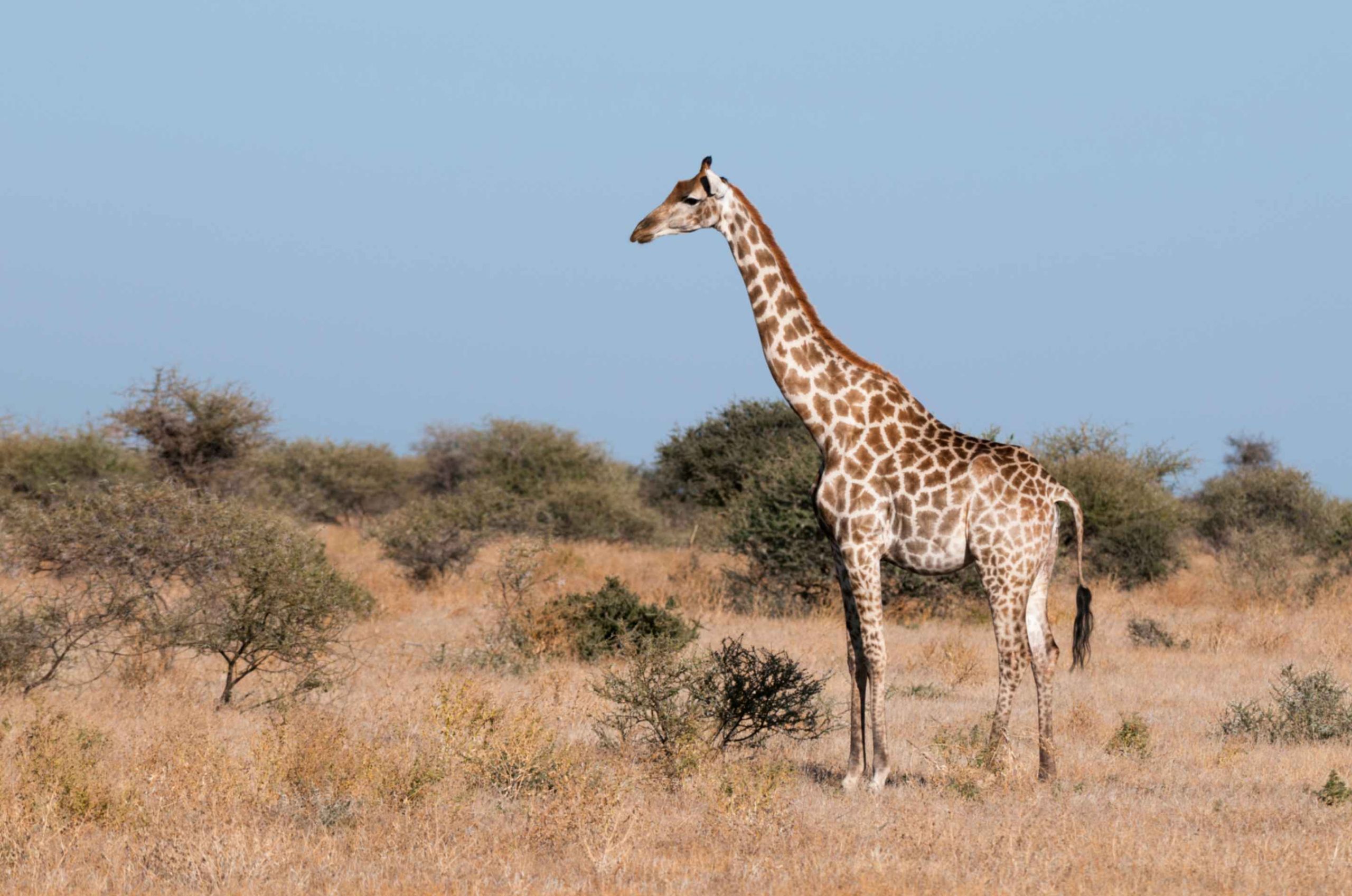 jpeg-optimizer_Trip 7 — From North to South (Samburu · Ol Pejeta · Mara)4