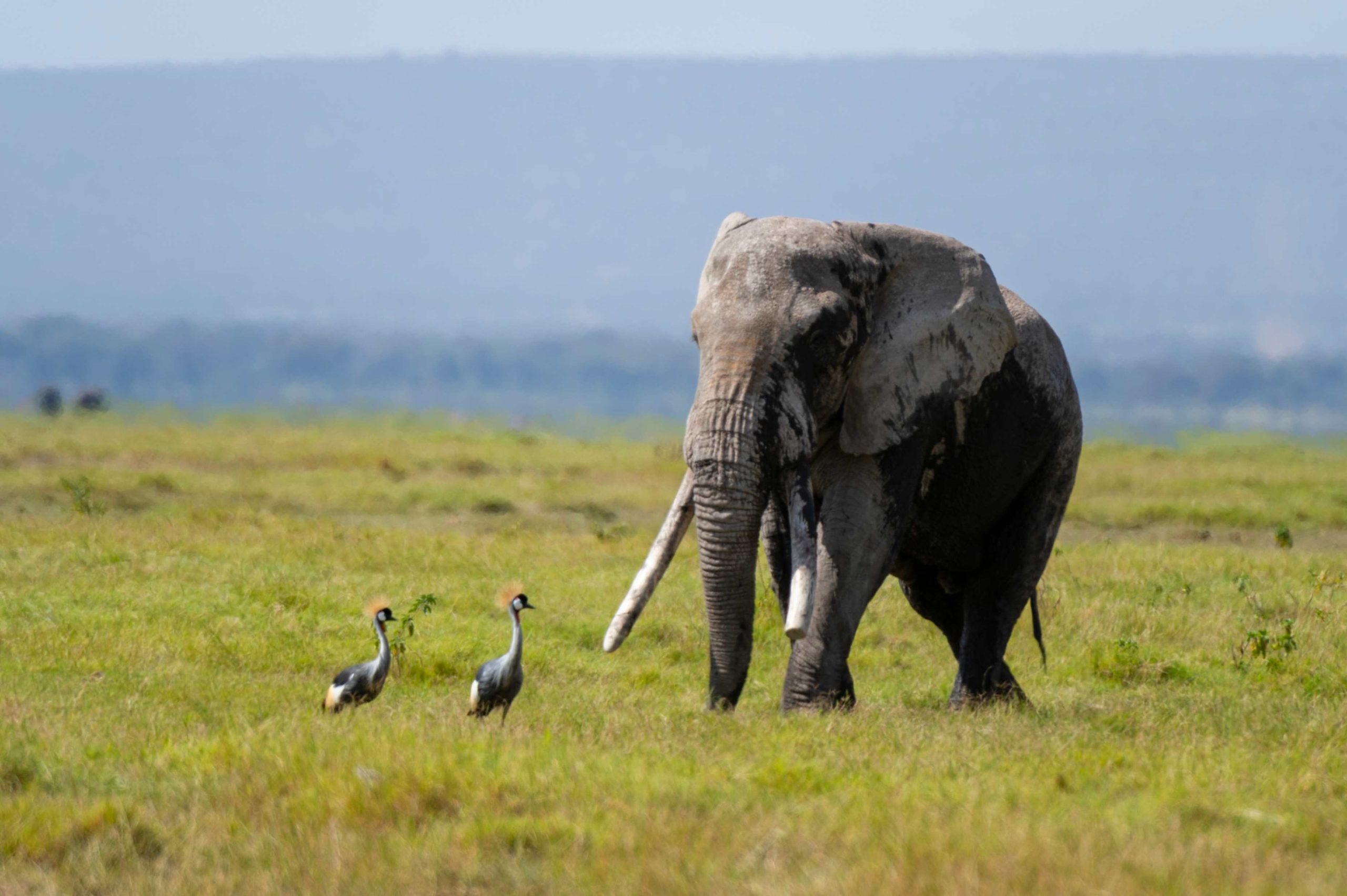 jpeg-optimizer_Trip 8 — Uganda Curated for You4